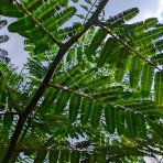 Albízia ružová (Albizia Julibrissin) - výška 340-360 cm, kont. C110L - VIACKMENNÁ